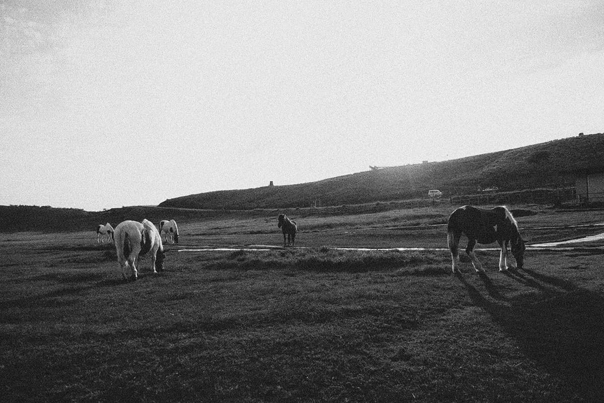 イントロダクションの背景画像 牧場